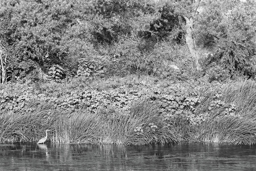 Los Angeles River - An Urban Wildlife Habitat - Black And White Monochrome Photograph