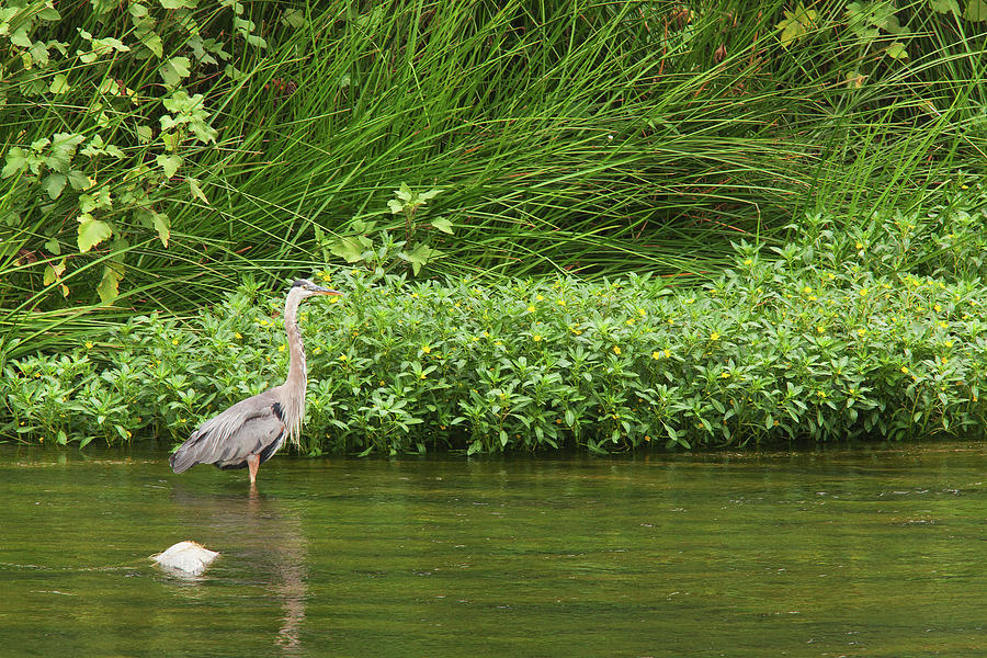 Los Angeles River - Great Blue Heron Photograph