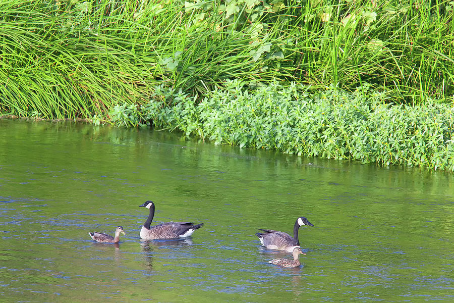 Los Angeles River Wildlife - Canada Geese And Mottled Ducks Photograph