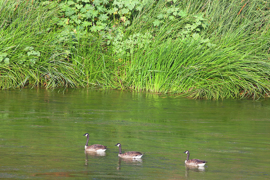 Los Angeles River Wildlife - Canada Geese Photograph