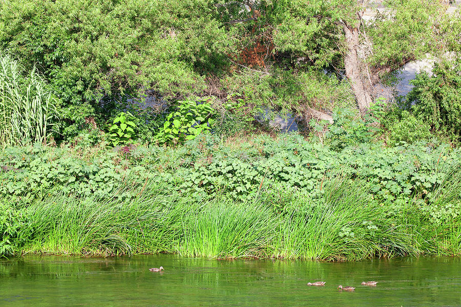 Los Angeles River Wildlife - Mottled Ducks Photograph by Ram Vasudev
