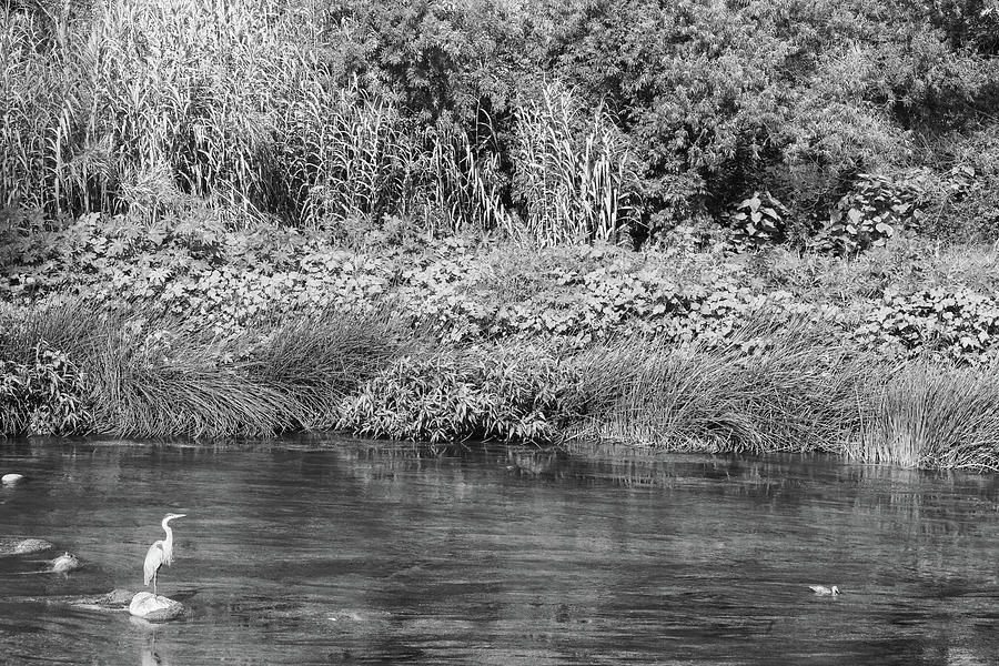 Los Angeles River with Blue Heron and Mottled Duck - Black and white, monochrome Photograph by Ram Vasudev