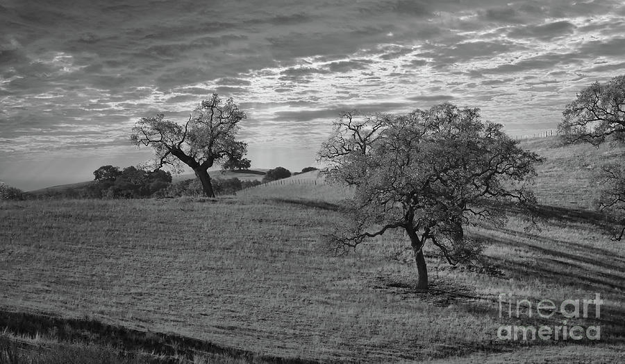 Los Banos Landscape California BW  Photograph by Chuck Kuhn