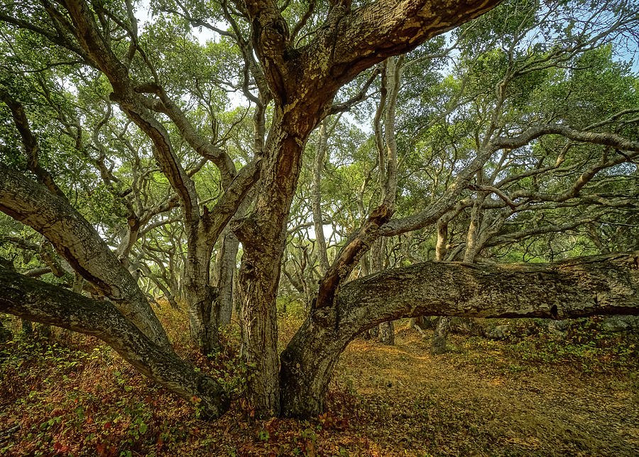 Los Osos Oak Forest Photograph by Brett Harvey