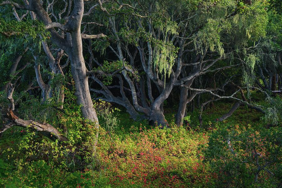 Los Osos Oaks, Poison-oak Clearing Photograph by Alexander Kunz