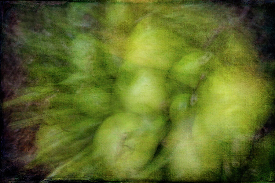 Losing Focus Photograph by Dodie Ross Losing Focus Photograph by Dodie Ross