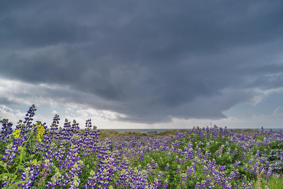 Flower Photograph - Lost Coast Lupines 1 by Greg Nyquist