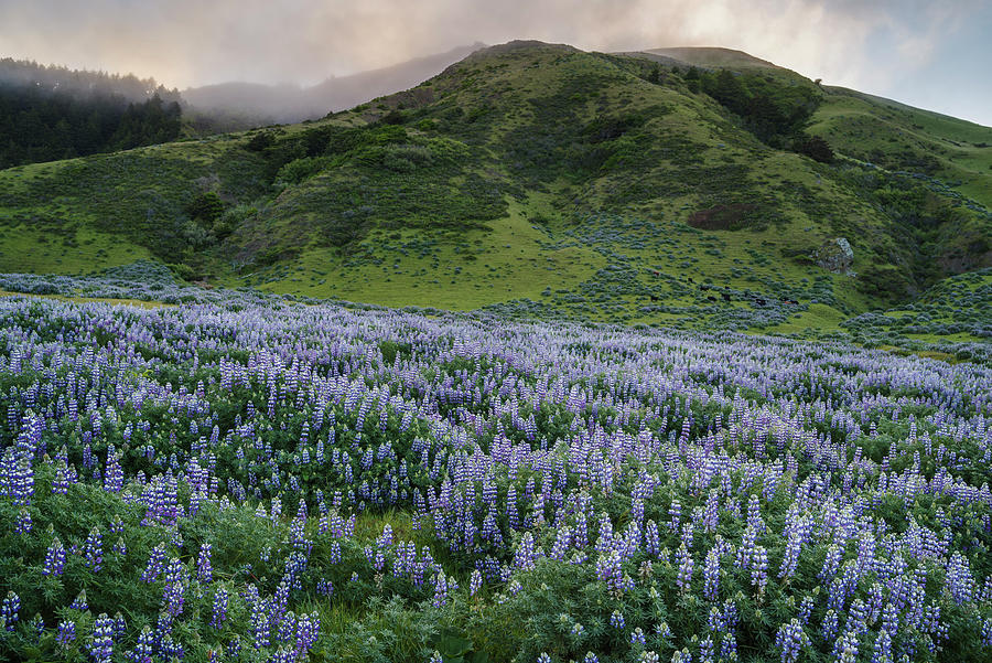 Flower Photograph - Lost Coast Lupines 4 by Greg Nyquist