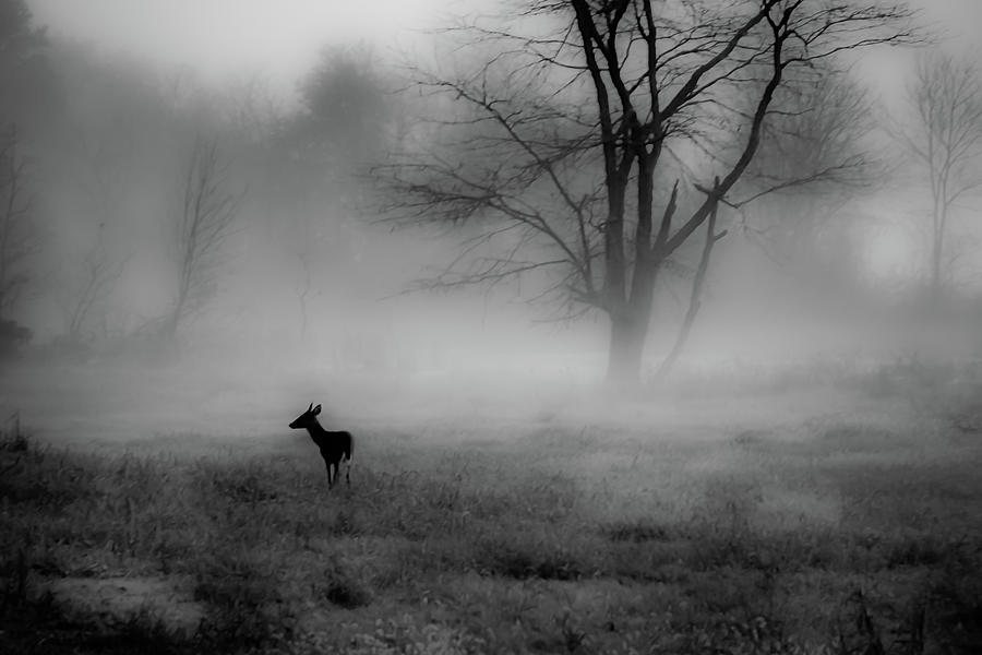 Lost Deer Photograph by James Barber