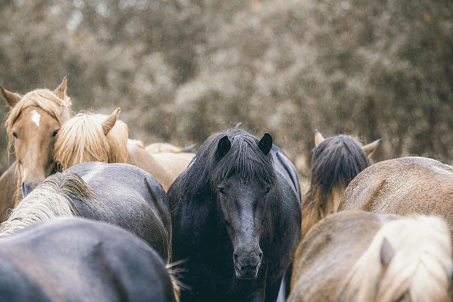 Lost in a crowd - Horse Art Photograph by Lisa Saint