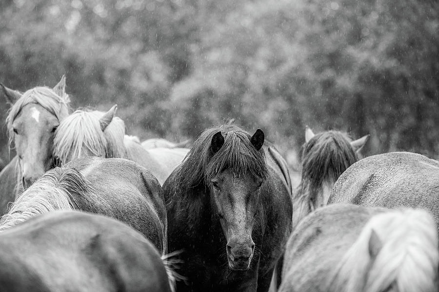 Lost in a crowd II - Horse Art Photograph by Lisa Saint