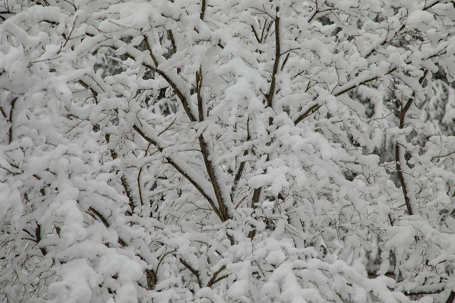 Lost in branches of snow Photograph by Steve Gravano