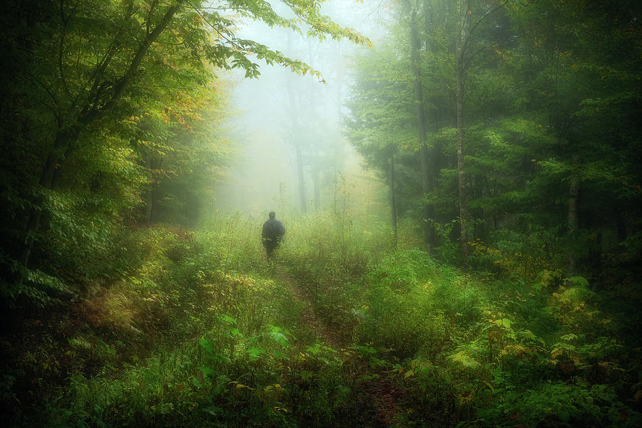 Lost in forest Photograph by Henry w Liu