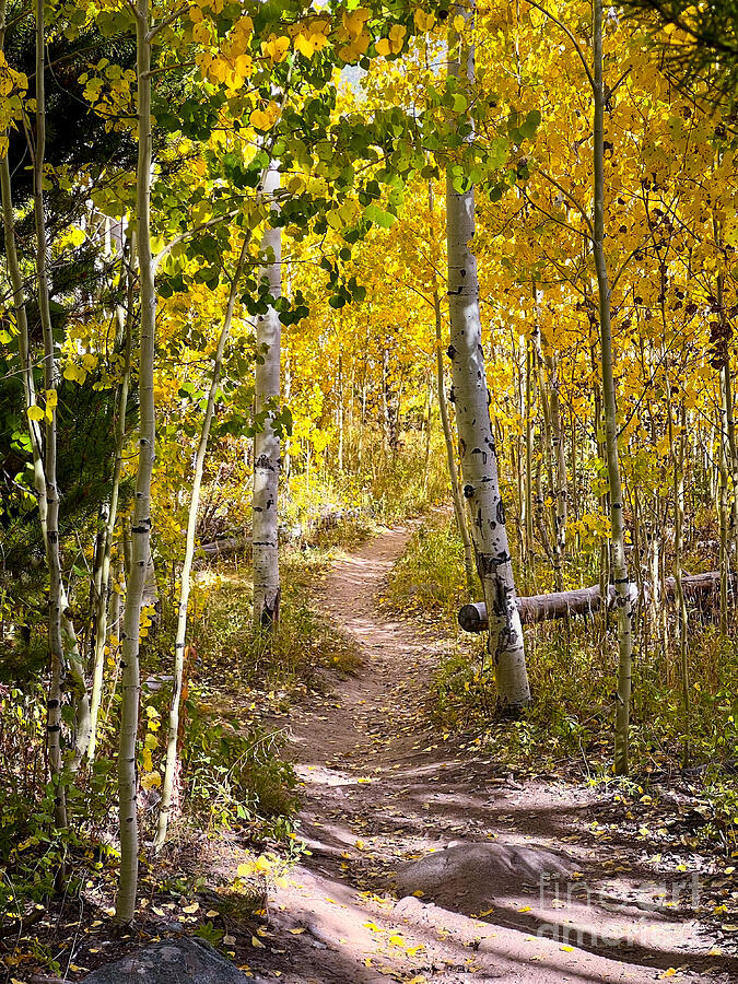 Tree Photograph - Lost in the Aspens by Saving Memories By Making Memories