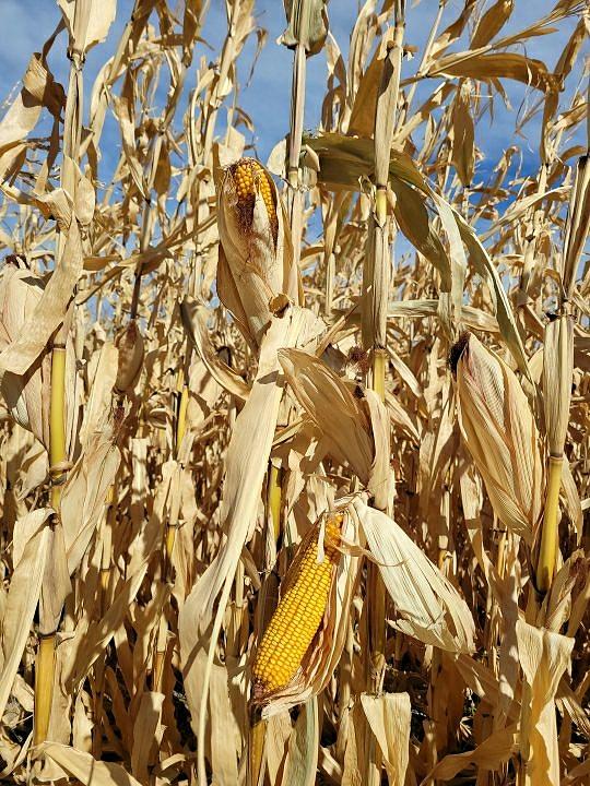 Lost In The Corn Maze Photograph by Lydia Allen - Fine Art America