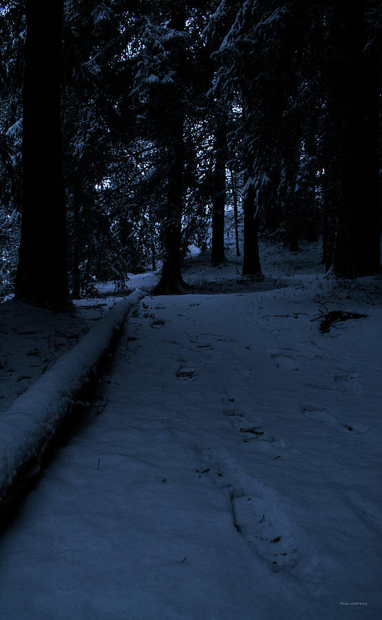 Lost in the dark woods Photograph by Elias Skoldberg - Fine Art America