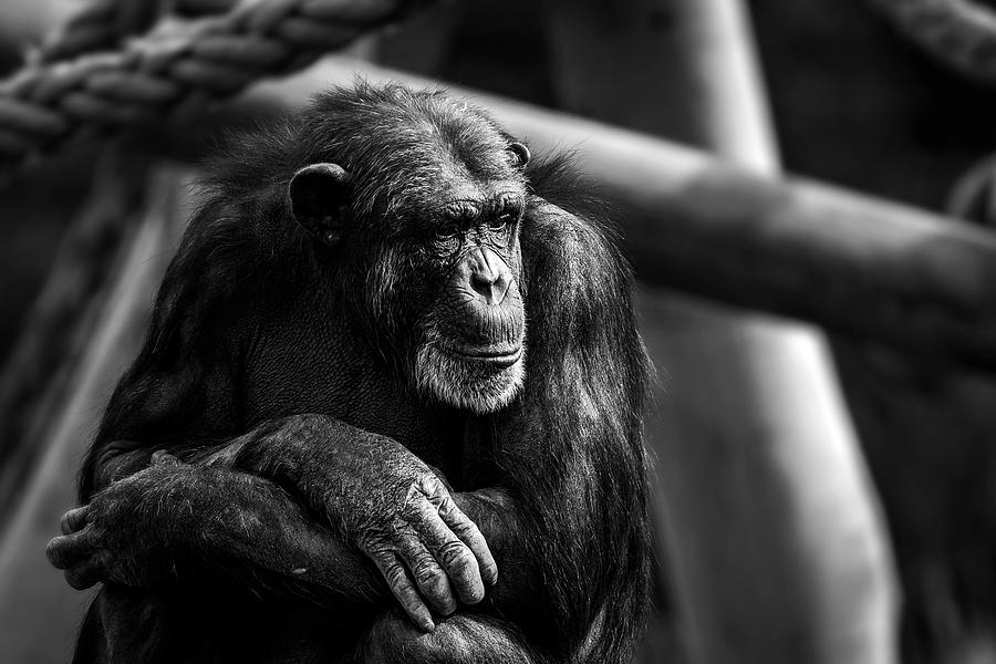 Lost in thought Photograph by Scott Langdale - Fine Art America