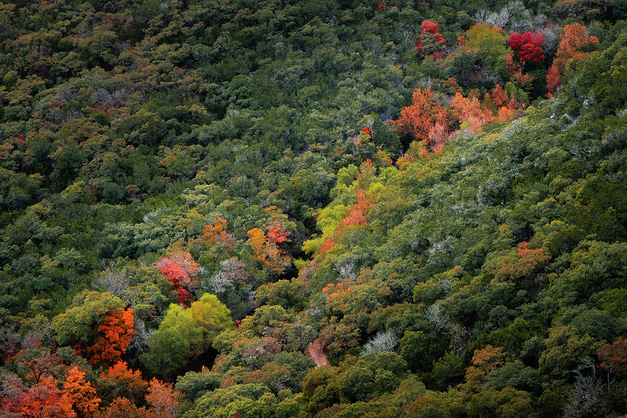 Lost Maples by Nicholas Morris Lost Maples by Nicholas Morris