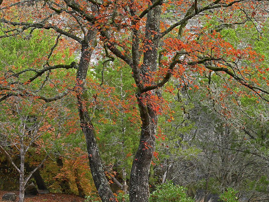Nature Photograph - Lost Maples State Park, Texas by Tim Fitzharris