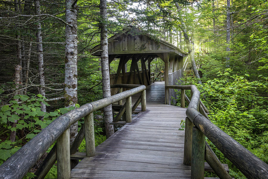 Lost River Boardwalk 44 Photograph by White Mountain Images