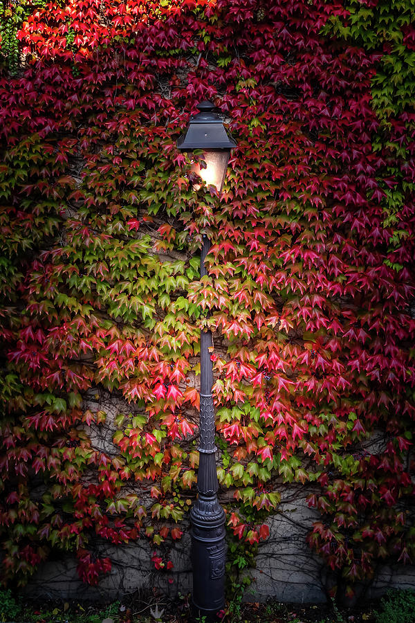Architecture Photograph - Lost Street Lamp by Jerome Labouyrie