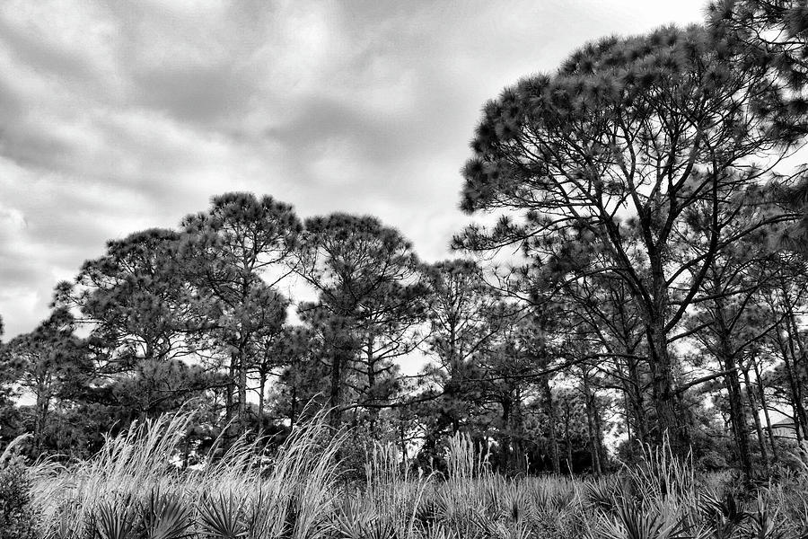 Lot of Pines Photograph by Robert Wilder Jr