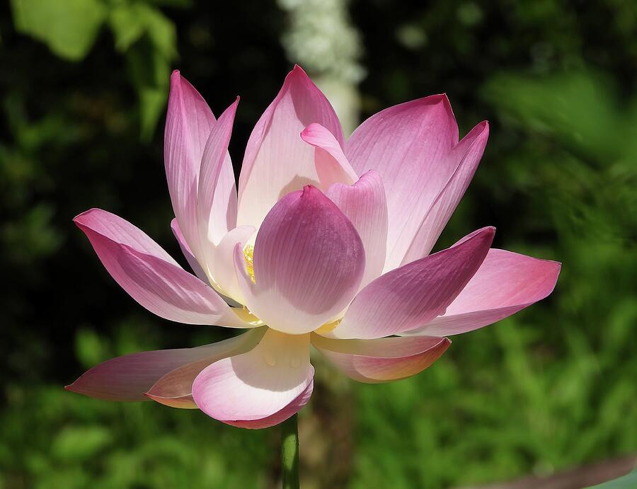 Lotus Flower Photograph by Jennifer Wheatley Wolf