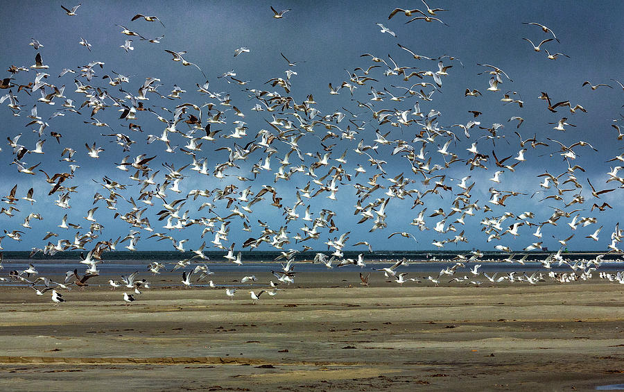 Lots and Lots of Seagulls Photograph by Dan Carmichael