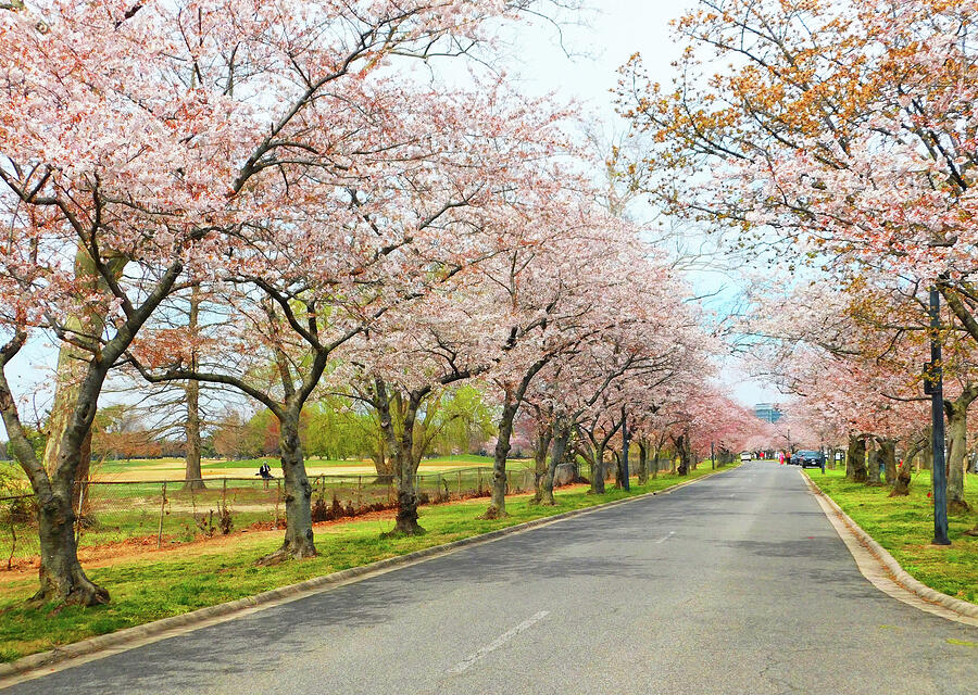 Lots More Cherry Blossom Trees at Hains Point in DC Photograph by Emmy Marie Vickers