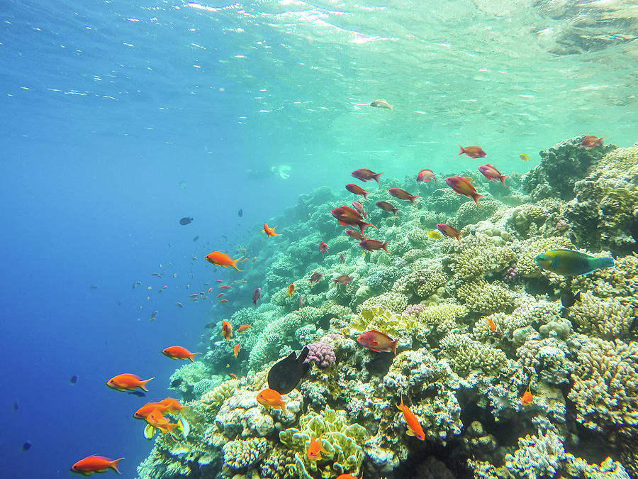 Lots of fish and corals during snorkeling in Sharm el Sheikh, Eg ...