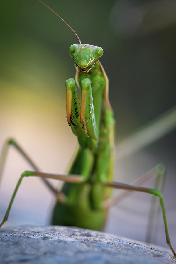 Lots of legs Photograph by Joann Long - Fine Art America