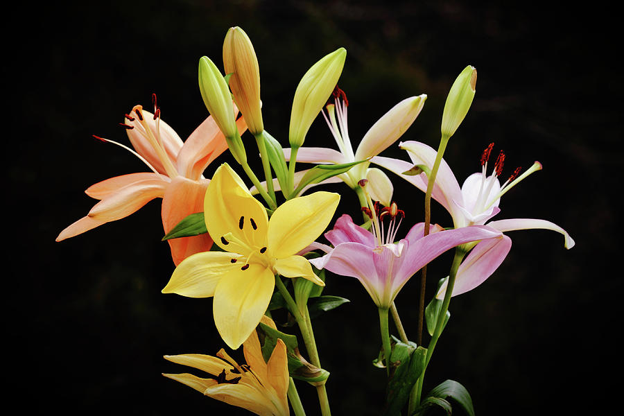 Lots of Lilies Photograph by Gaby Ethington