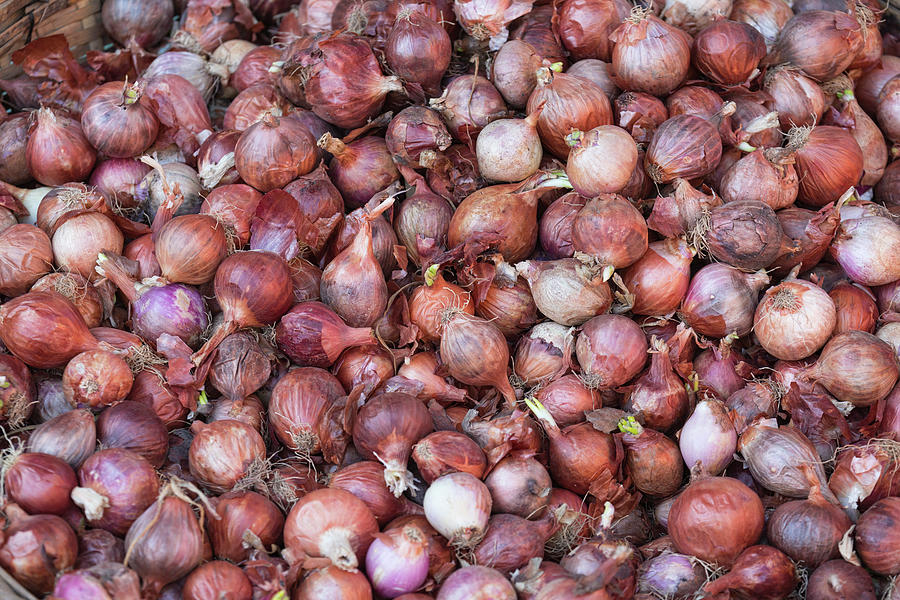 Lots of Onions Photograph by Lindley Johnson Fine Art America