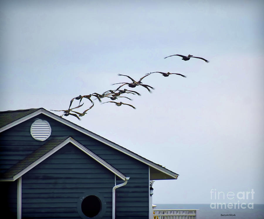 Lots of Pelicans Photograph by Roberta Byram
