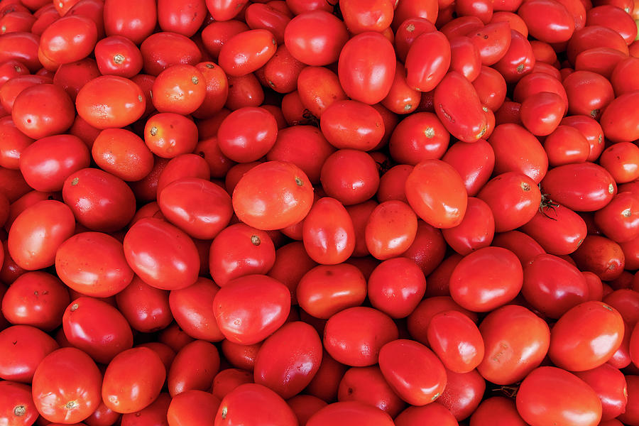 Lots of Plum Tomatoes Photograph by Bradford Martin