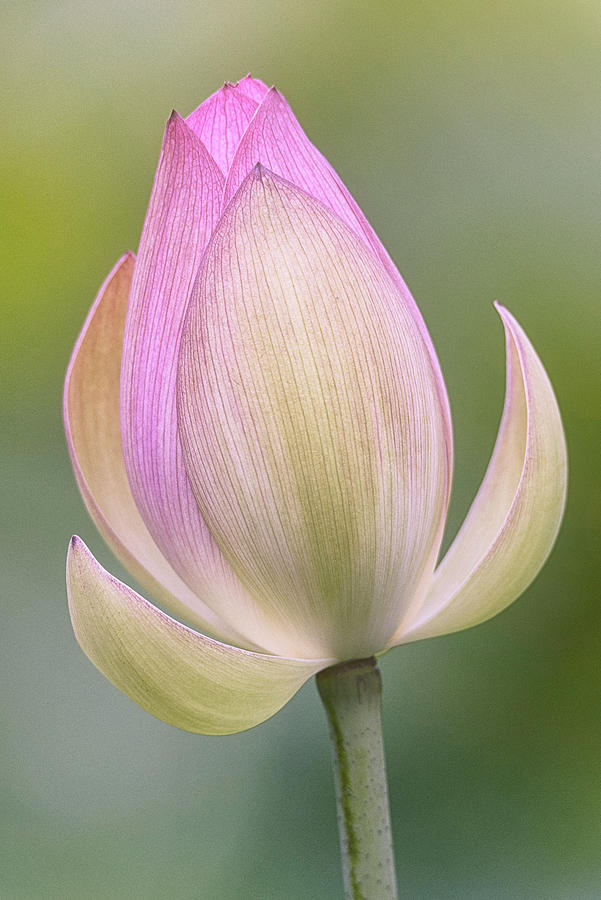 Lotus 1 Photograph by Robert Fawcett