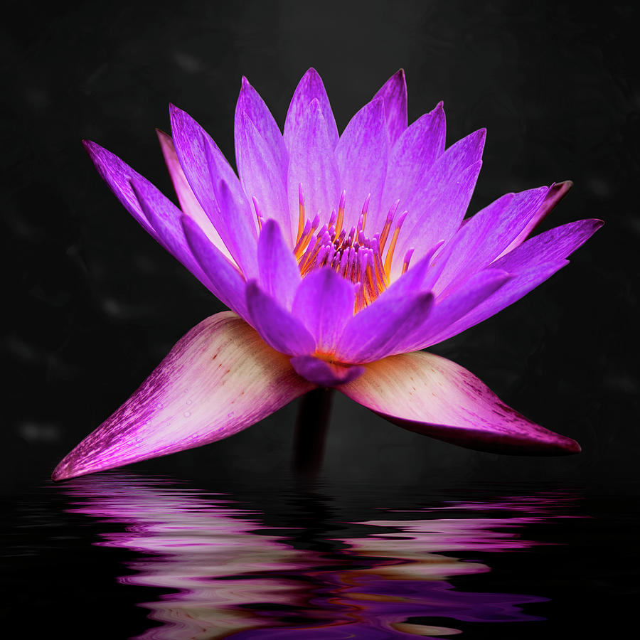 3scape Photograph - Lotus by Adam Romanowicz