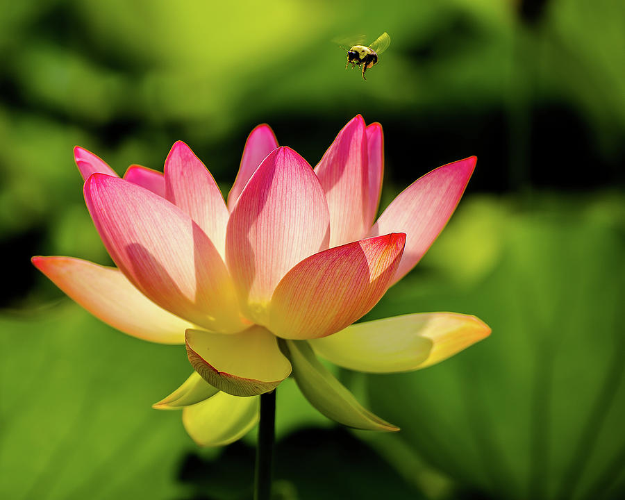 Lotus and bee Photograph by Robert Miller