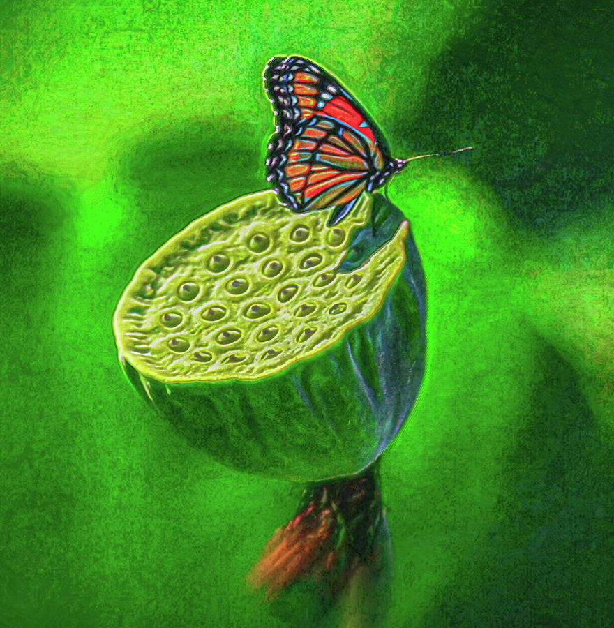 Lotus and the Butterfly Digital Art by Kevin Lane