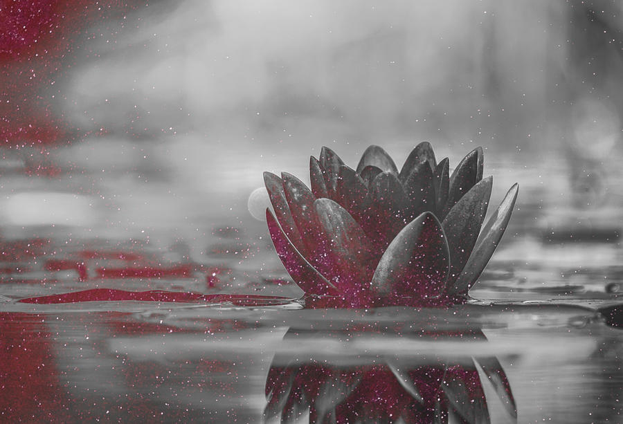 Lotus Digital Art - Lotus  by Sher Singh