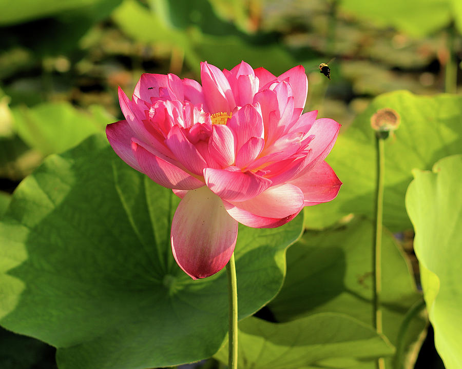 Lotus B Photograph By Robert McCulloch - Fine Art America