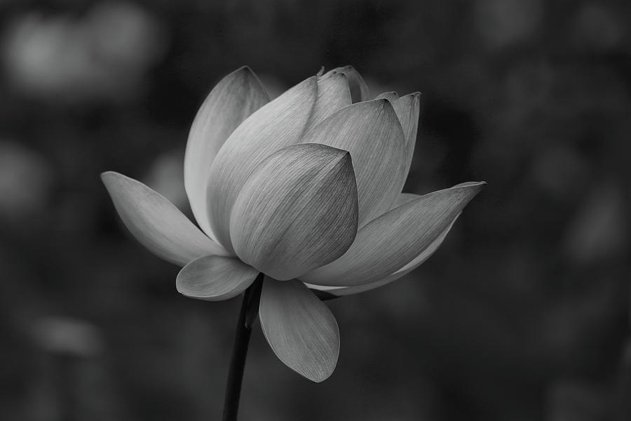Lotus Bloom Black And White Photograph