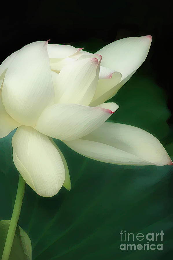 Lotus Bloom In Macro Photograph