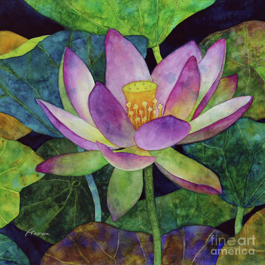 Watercolor Painting - Lotus Bloom - Pink Waterlily by Hailey E Herrera