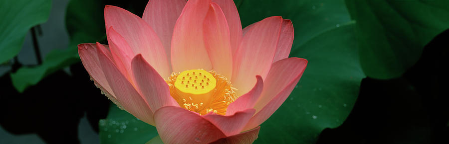 Lotus blooming in a pond Photograph by Panoramic Images