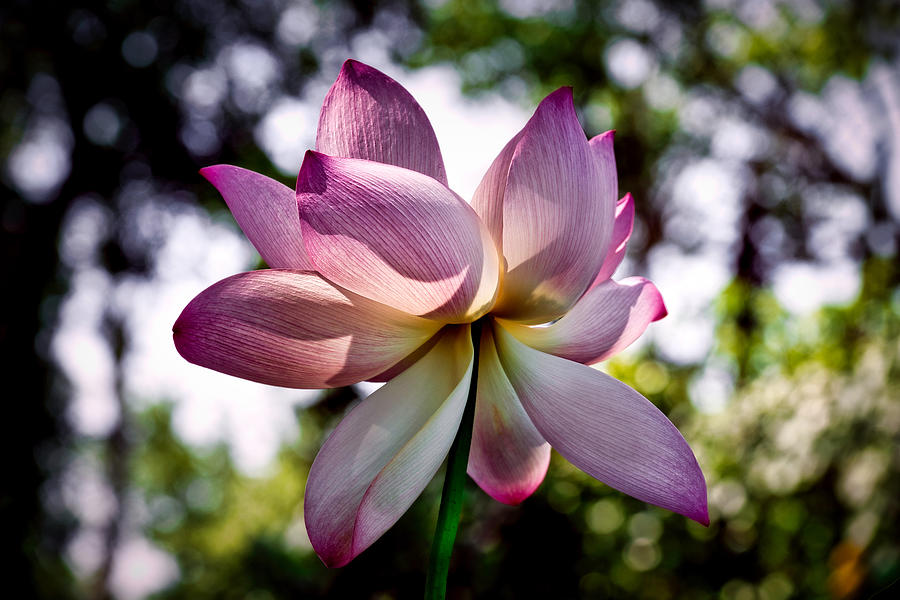 Lotus Blossom #3 Photograph by Stuart Litoff