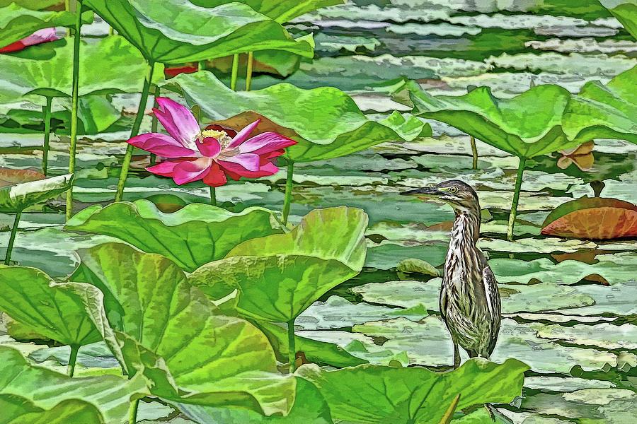 Lotus Blossom And Heron Photograph by HH Photography of Florida