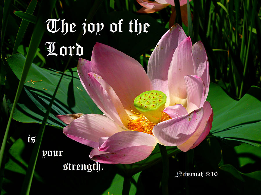 Lotus Blossom Nehemiah 8 vs 10 Photograph by Mike McBrayer