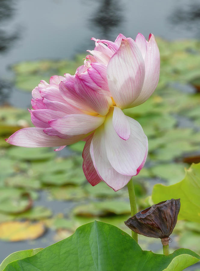 Lotus Blossom Pink and White Photograph by Cate Franklyn