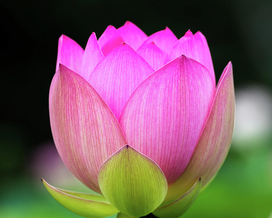 Lotus blossom Photograph by Robert Miller